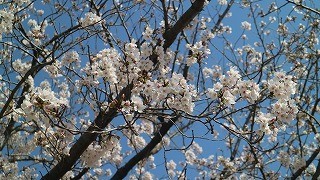 さくらの花は八分咲き